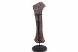 Fossil Sauropod (Camarasaurus) Femur with Metal Stand - Colorado #335471-2